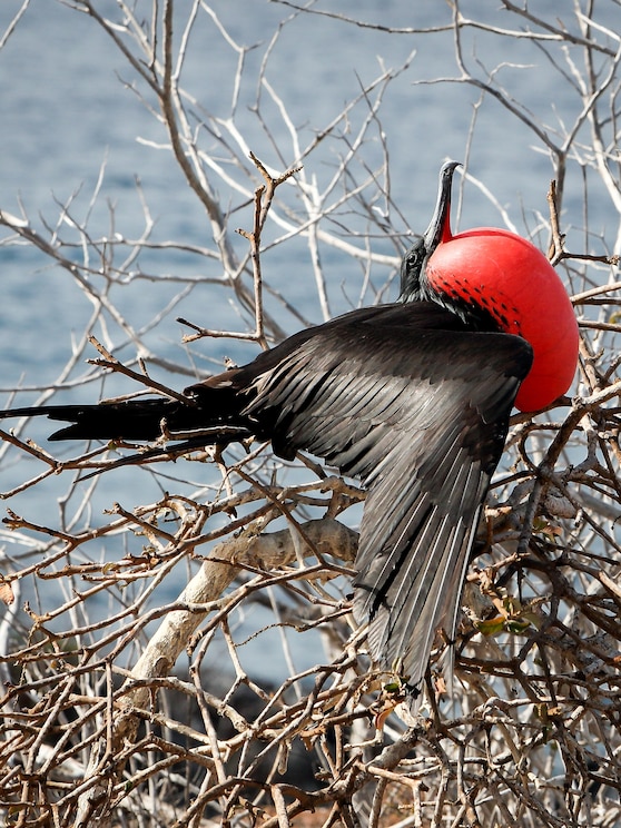 Show full-screen, host-provided image