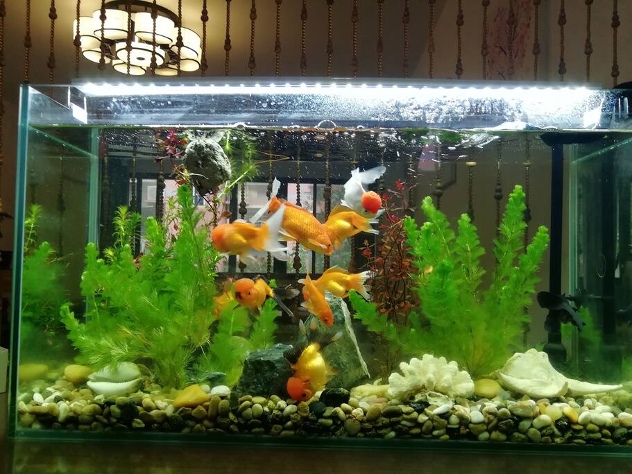 风水生态鱼缸