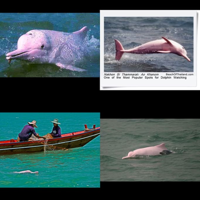 Watching pink dolphin with local tour.