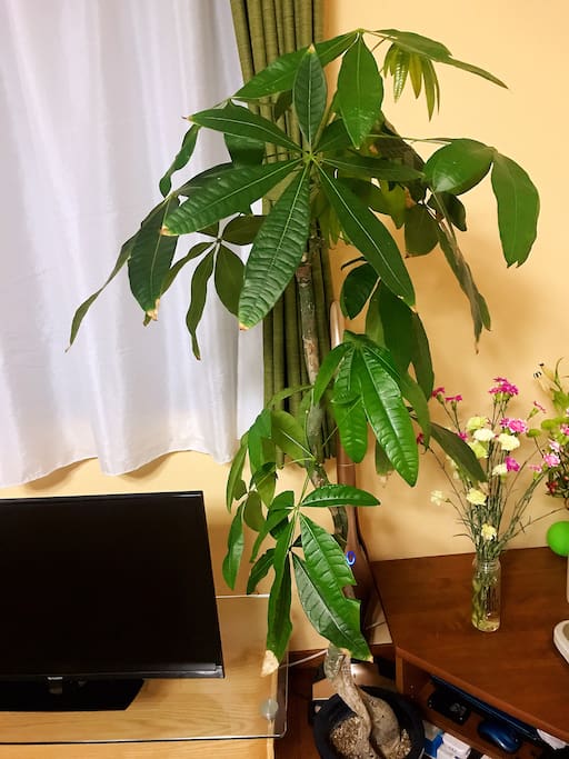 Plants inside living room