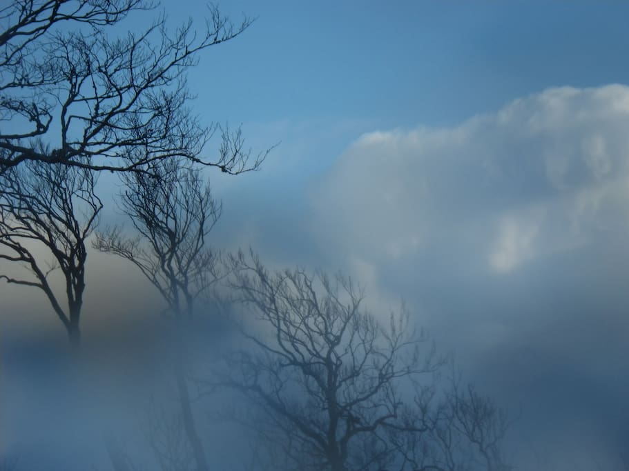 Winter trees