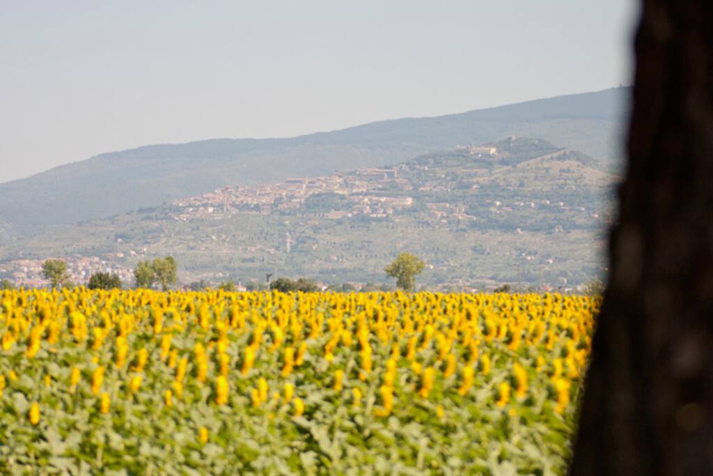 Panoramic view