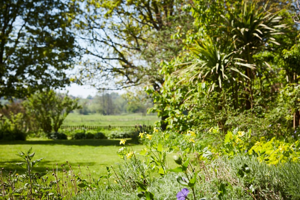 Back garden