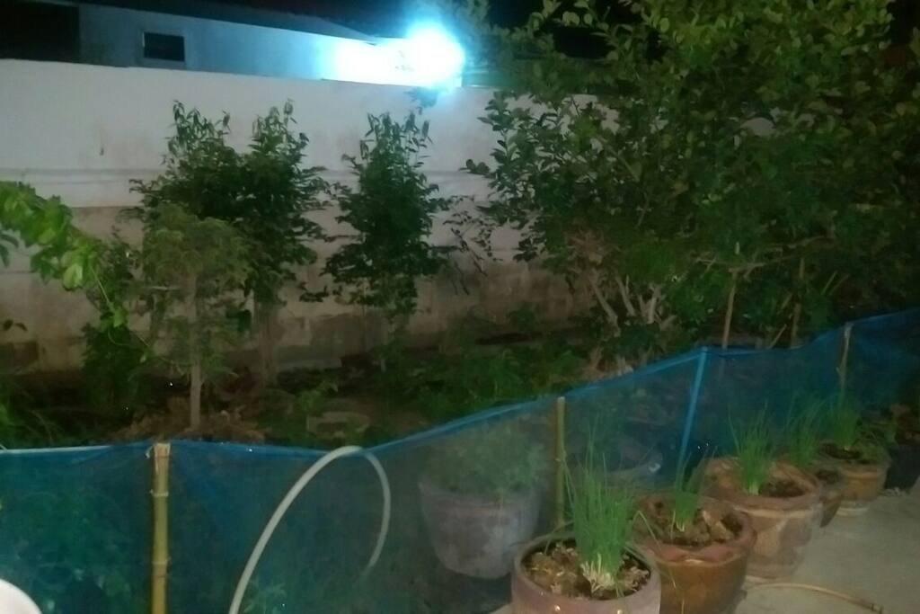 Our garden feel free to grab some