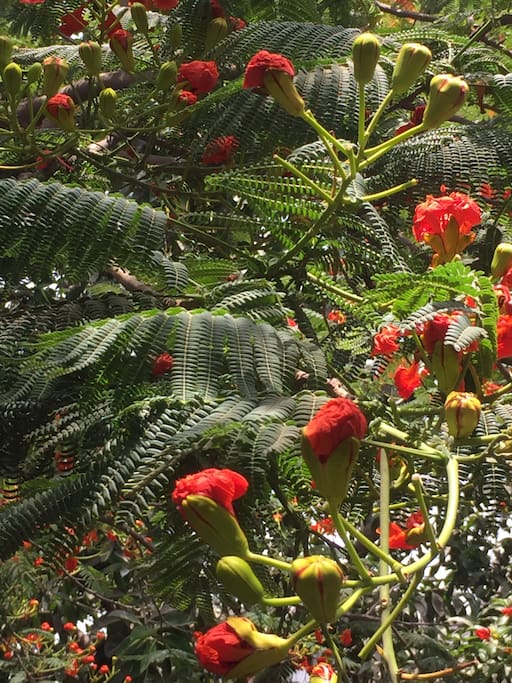 Can touch this enchanting flower Gulmohar with your own hands on the terrace of the apartment