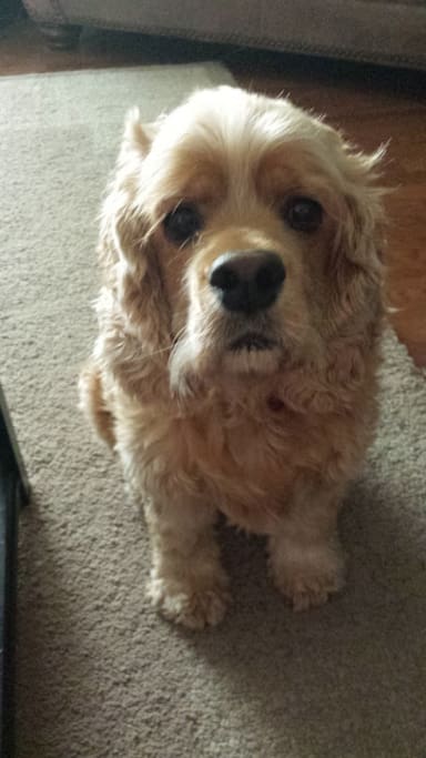 This is Murphy, the resident dog