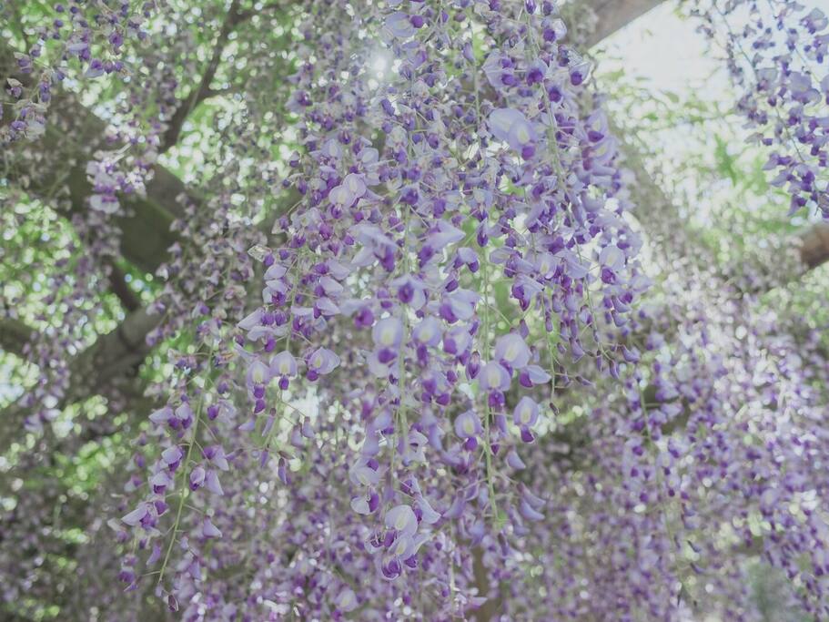 平等院紫藤花如瀑 映出源氏歌一曲 京都旅游攻略 尽在airbnb爱彼迎 平等院紫藤花如瀑 映出源氏歌一曲 京都旅游攻略 尽在airbnb爱彼迎