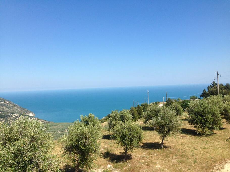 Panorama