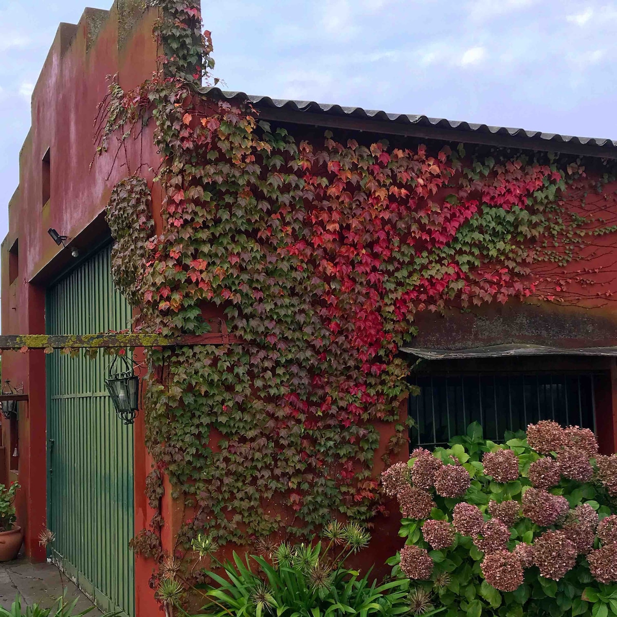 A section of a vibrant red and green ivy-covered wall provides a natural touch to the exterior. Large green foliage and blooming hydrangea flowers are visible in the foreground, creating a contrasting texture against the textured red surface of the building.