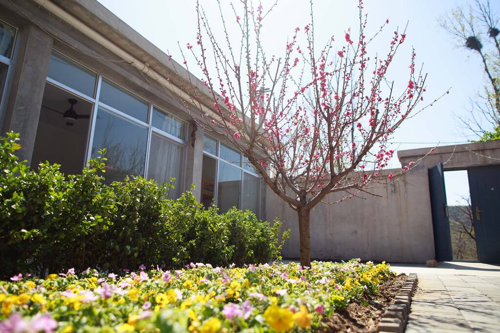Courtyard garden