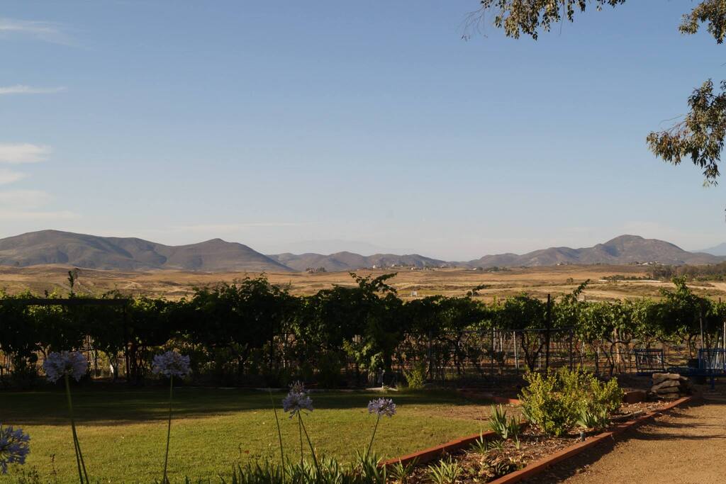 Beautiful afternoon At the Vineyards