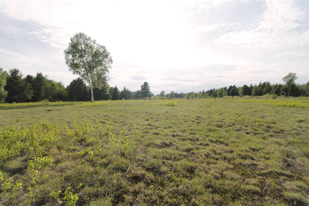 Open field summer time.