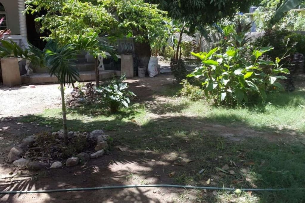 Front yard filled with fruit trees with fruit for you to pick and eat