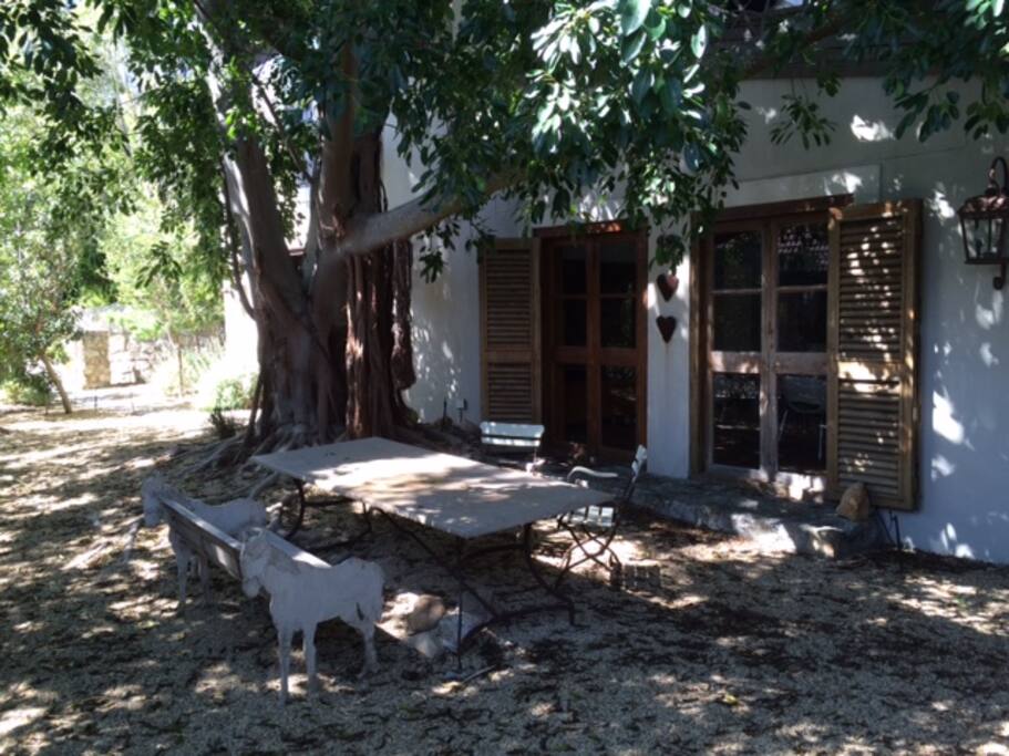 Alfredo lunches under our beautiful fig tree