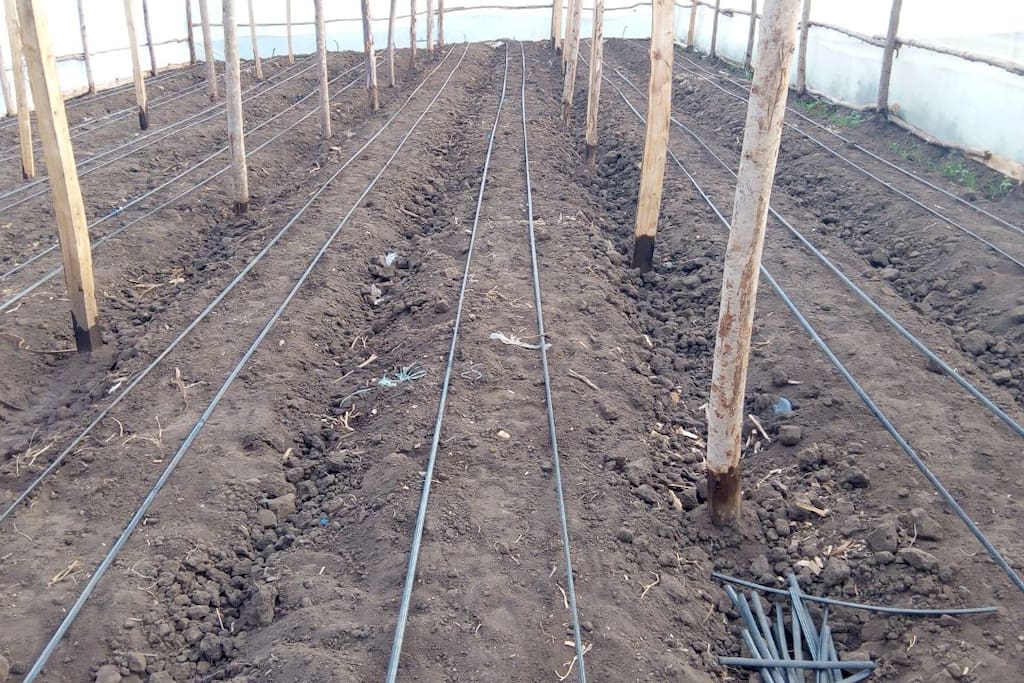 Guests can also joining us in tending to our greenhouse crops and also enjoy farm-fresh vegetables.