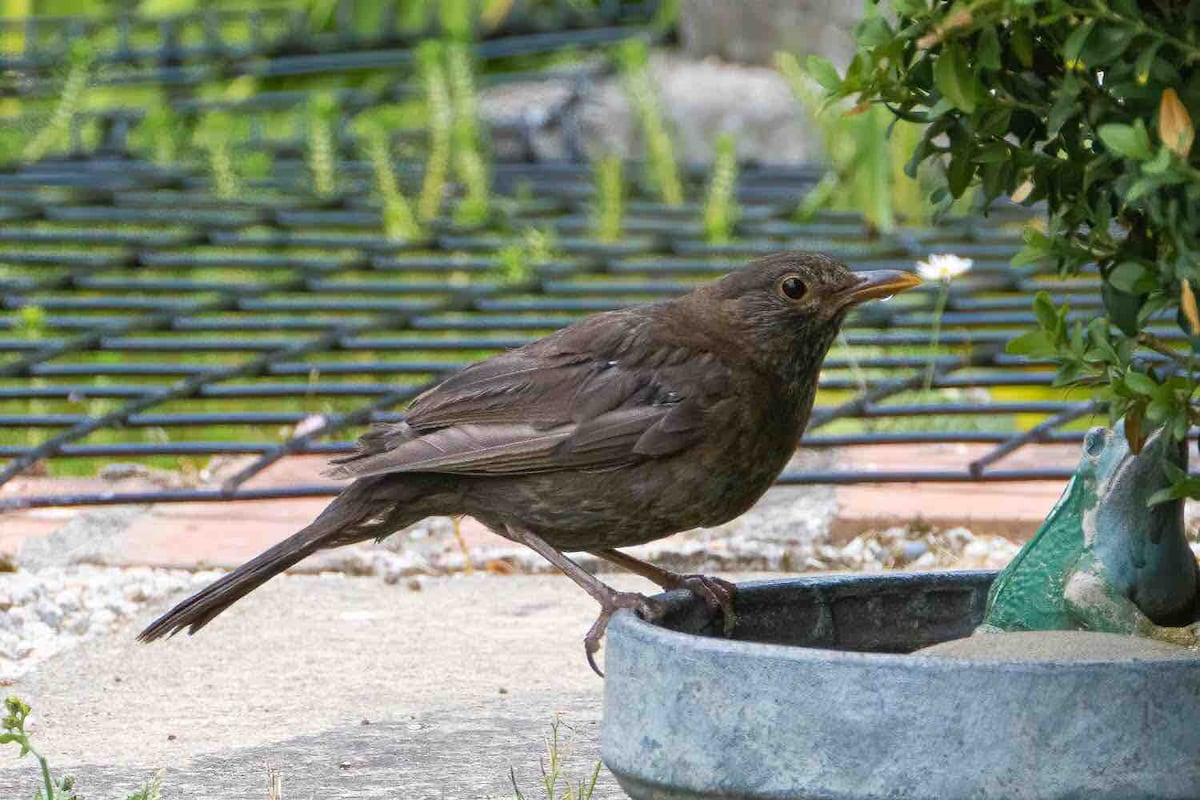 A close-up of a bird standing beside a small stone dish, with its beak directed towards a flower nearby. The bird's feathers are a mix of brown hues, and the setting features greenery with a background of a blurred garden scene.