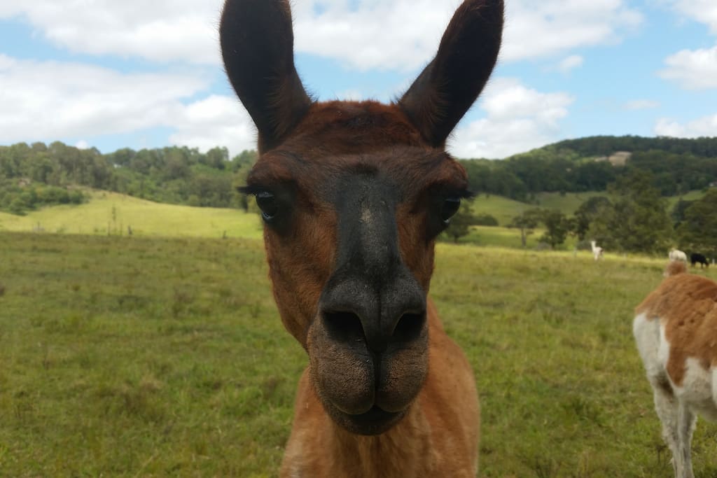 One of our llama boys