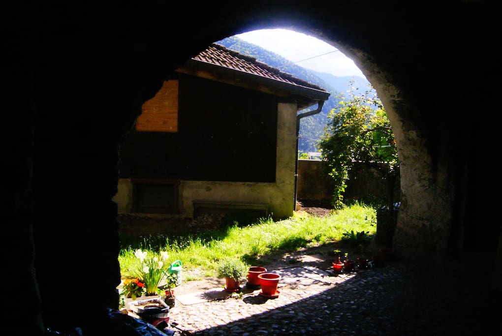 yard and flowers