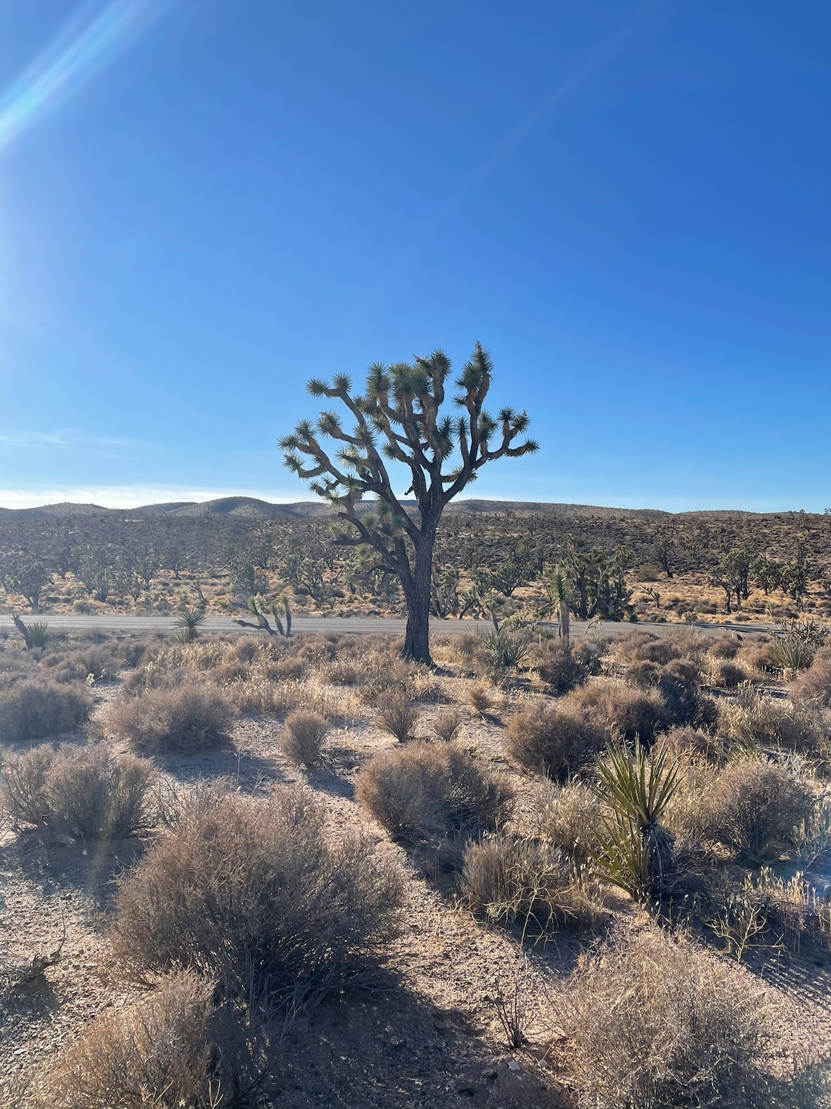 A solitary Joshua tree stands prominently against a clear blue sky. Surrounding vegetation includes patches of desert shrubs and grasses, creating a natural landscape that reflects the area's arid environment.
