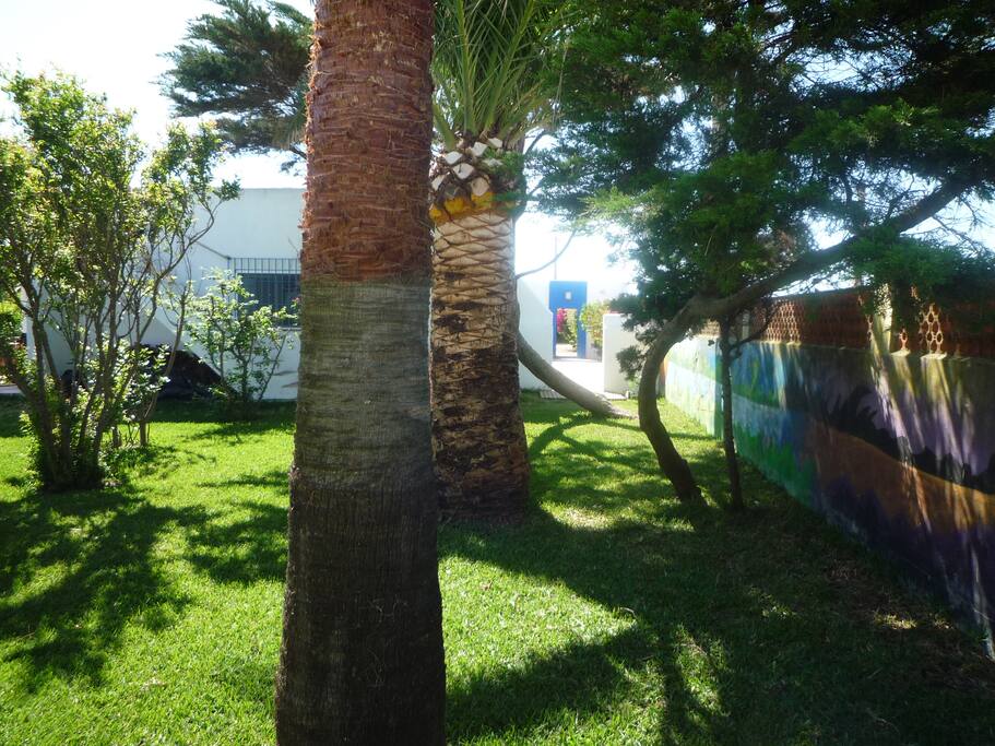 PALMERAS CENTENARIAS