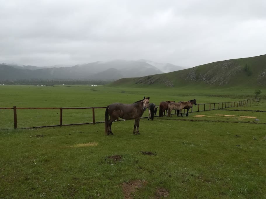 We own some nice horses
