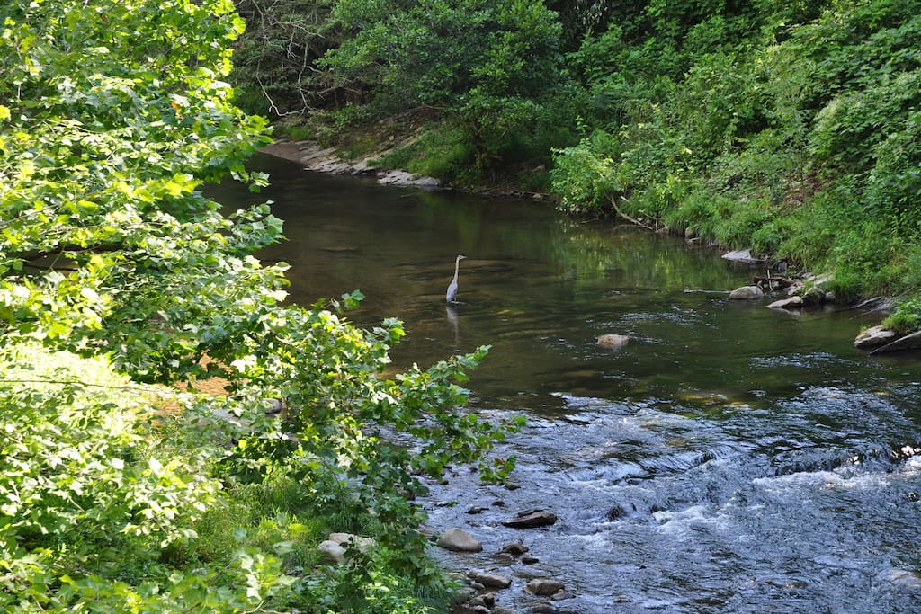 Keep a look out for Blue Heron in the water, or even rogue kayakers