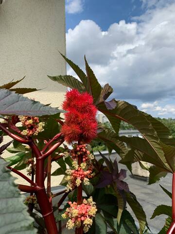 Luxury Penthouse, 2 BDR, 2 Baths, AC gallery image 2