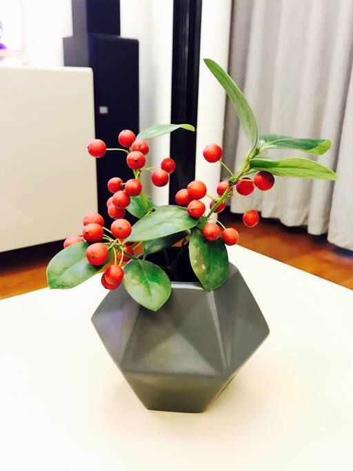 客厅小绿植