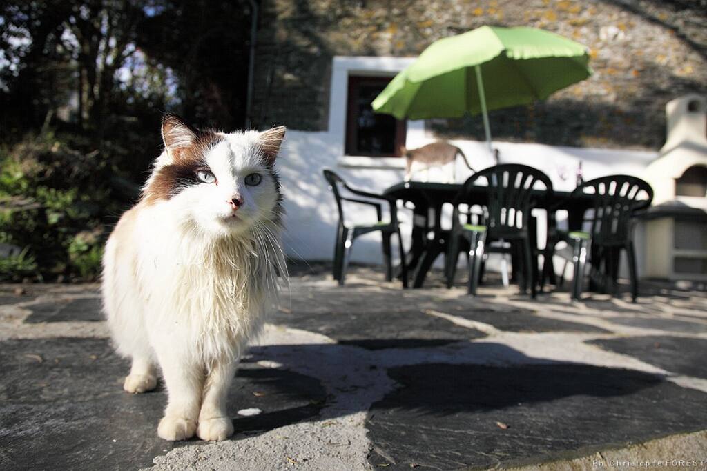 Terrace avec chat
