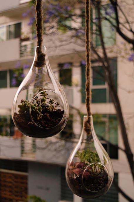 En casa hay muchas plantas.