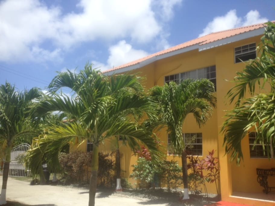 Mature Palms