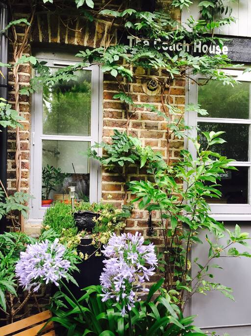 Wisteria climbs the house