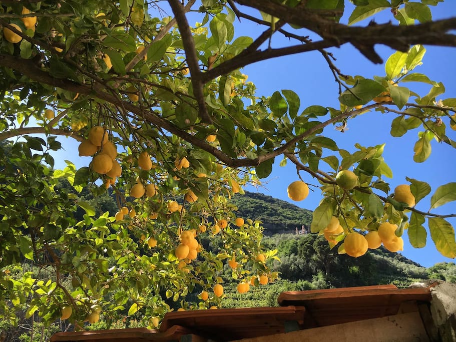 Frutta di stagione a disposizione degli ospiti
