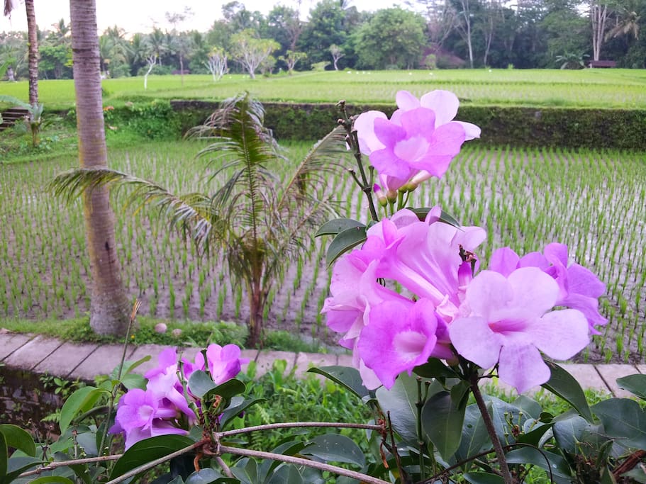 Enjoy Rice Field View & Walking