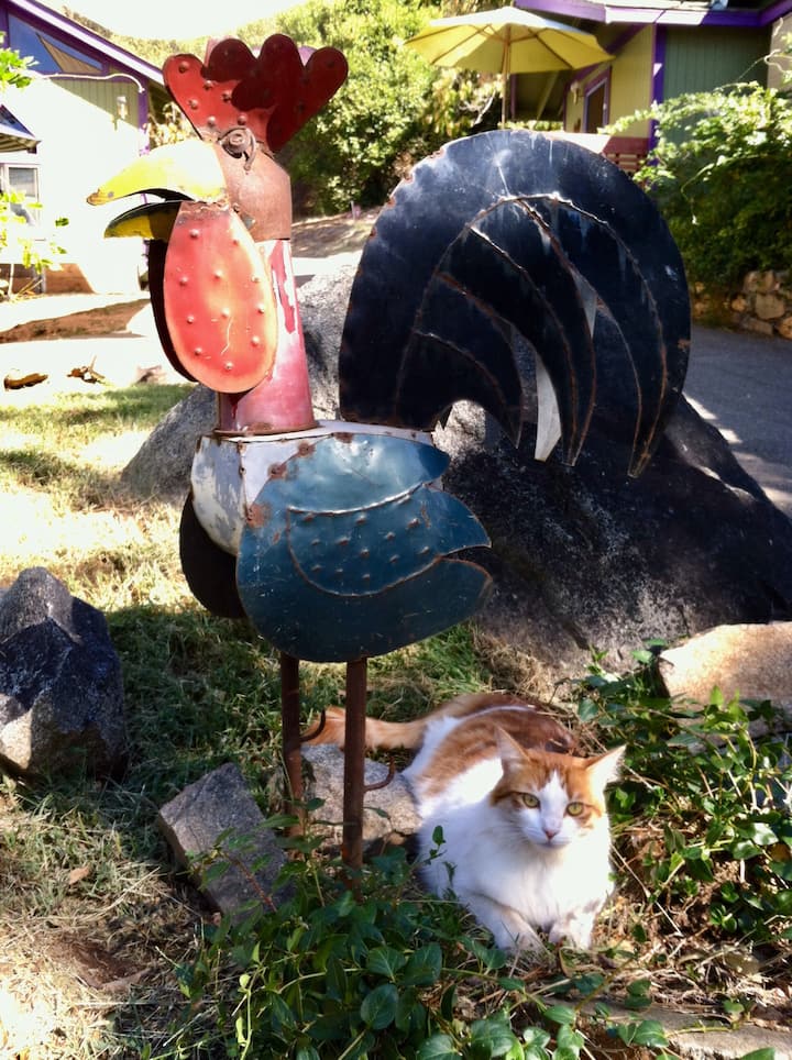 Top 10 Airbnb Vacation Rentals In Auburn, California Updated 2024