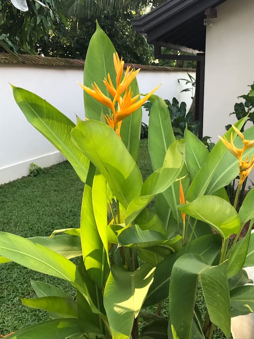 Exotic Flowers