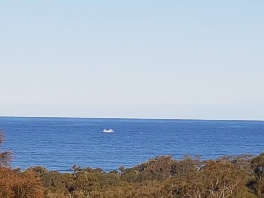 Whale season July until late October.