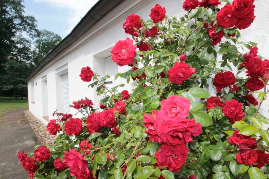 Rosenduft im Frühling, Sommer und Herbst!