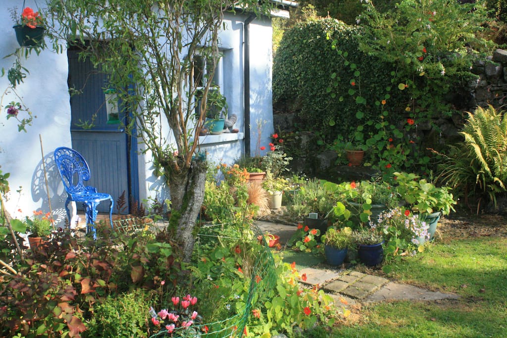 Back garden