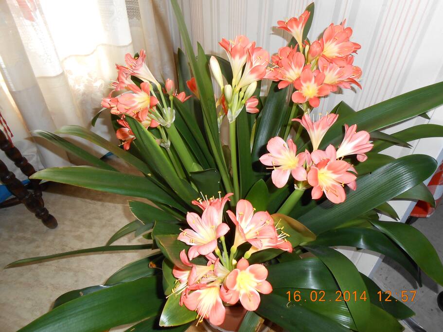ce clivia en pleine fleur prouve qu'il est bien soigné