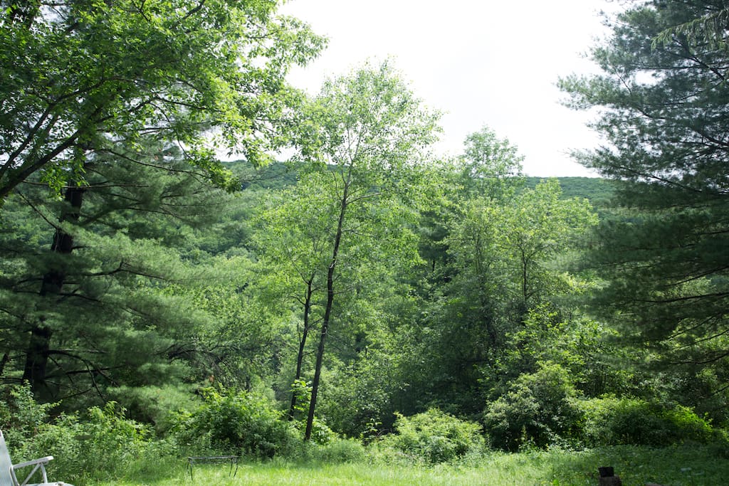 View from sunroom