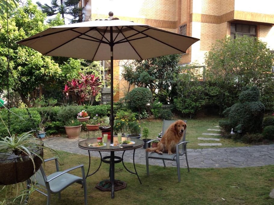 The big garden
黃金愛犬伴相隨。