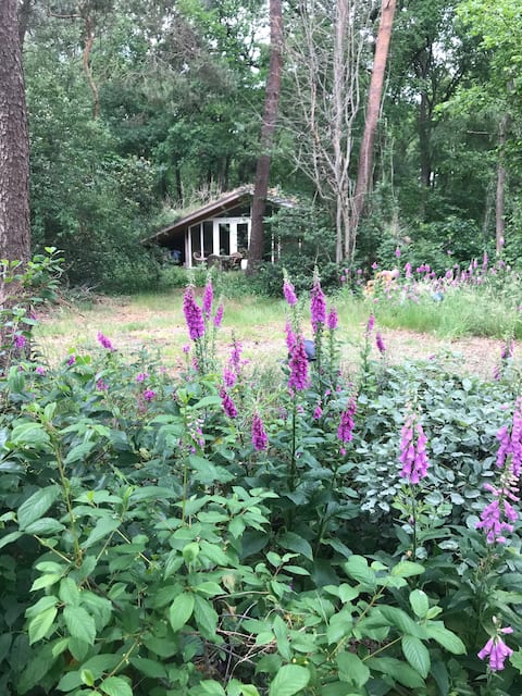 Romantisch boshuisje op de Veluwe.