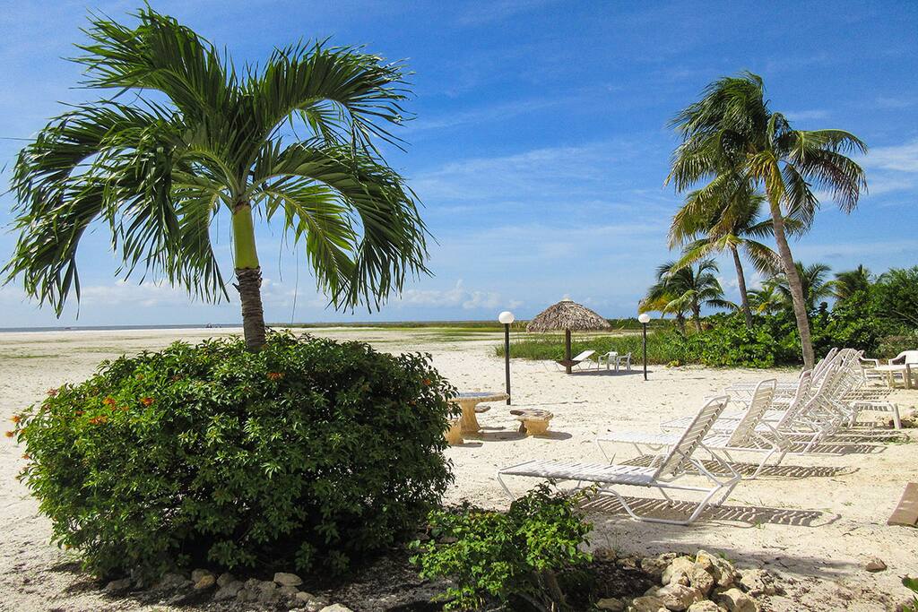 Palm Tree,Tree,Vegetation,Beach,Coast