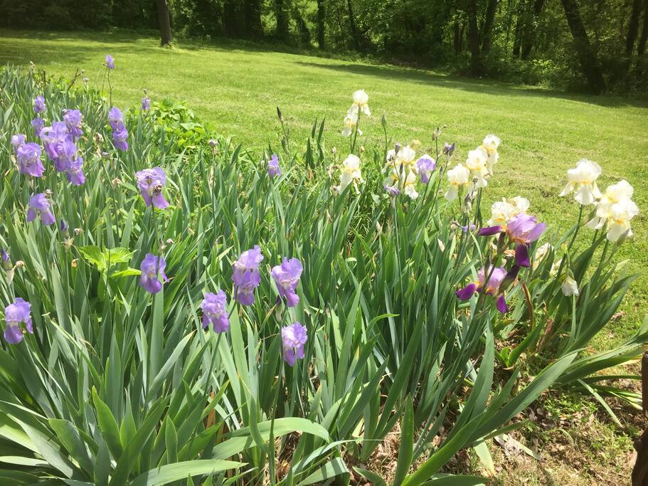 Purple and White Iris flower beds grace the lawns around the cabin.