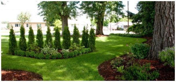 A well-maintained lawn features a cluster of evergreen trees planted in a circular arrangement. Flower beds embellished with various plants surround the grassy area, contributing to a peaceful outdoor setting. Bright green grass covers the ground, while the lush trees provide dappled shade.