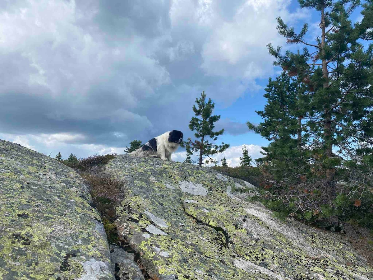 A dog is seen perched on a large rock covered in lichen, surrounded by small trees and rolling hills. The sky features a mix of clouds and blue, suggesting an open and natural environment.
