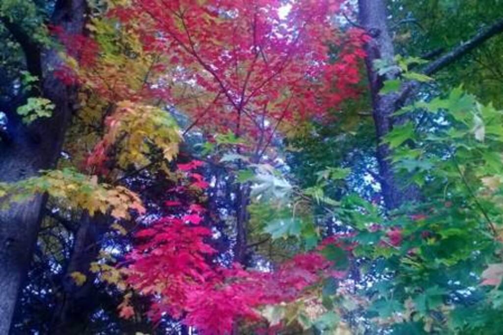 Surrounded by tall trees and sloping grass garden.