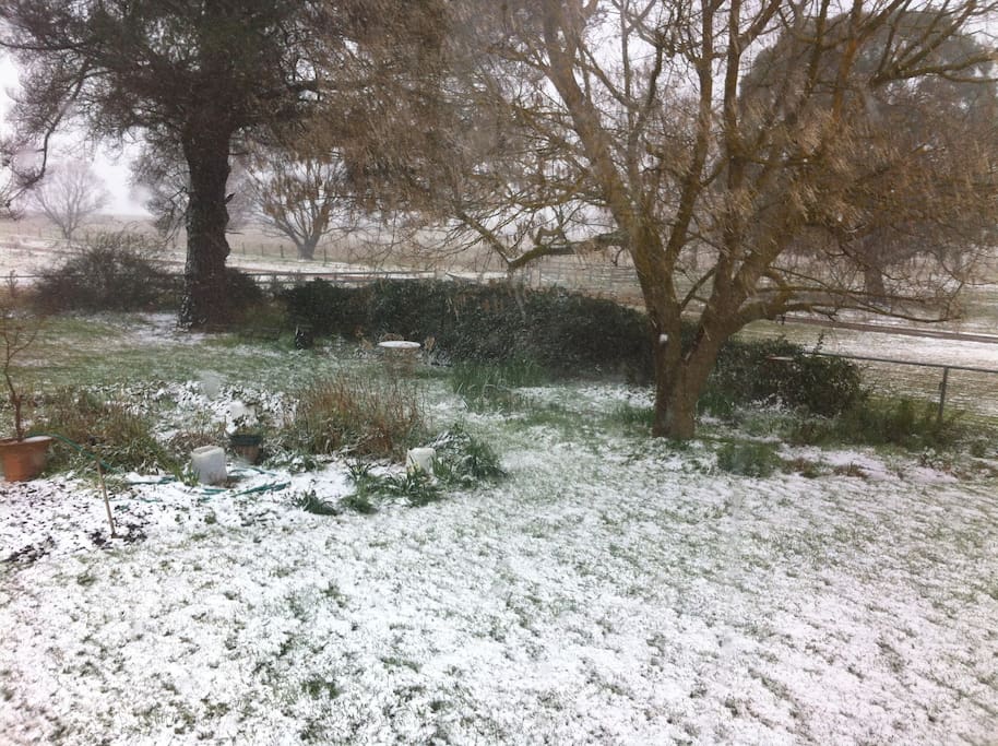 Winter garden - rare snow event