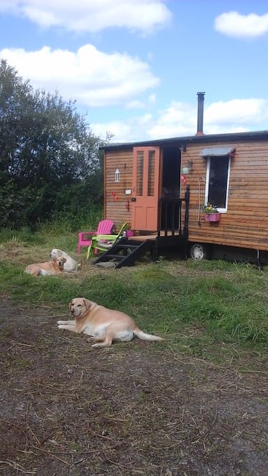 My dogs